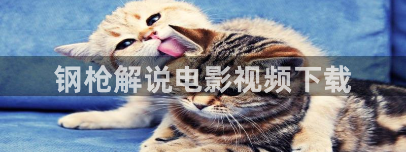 高清视频久久久久久久